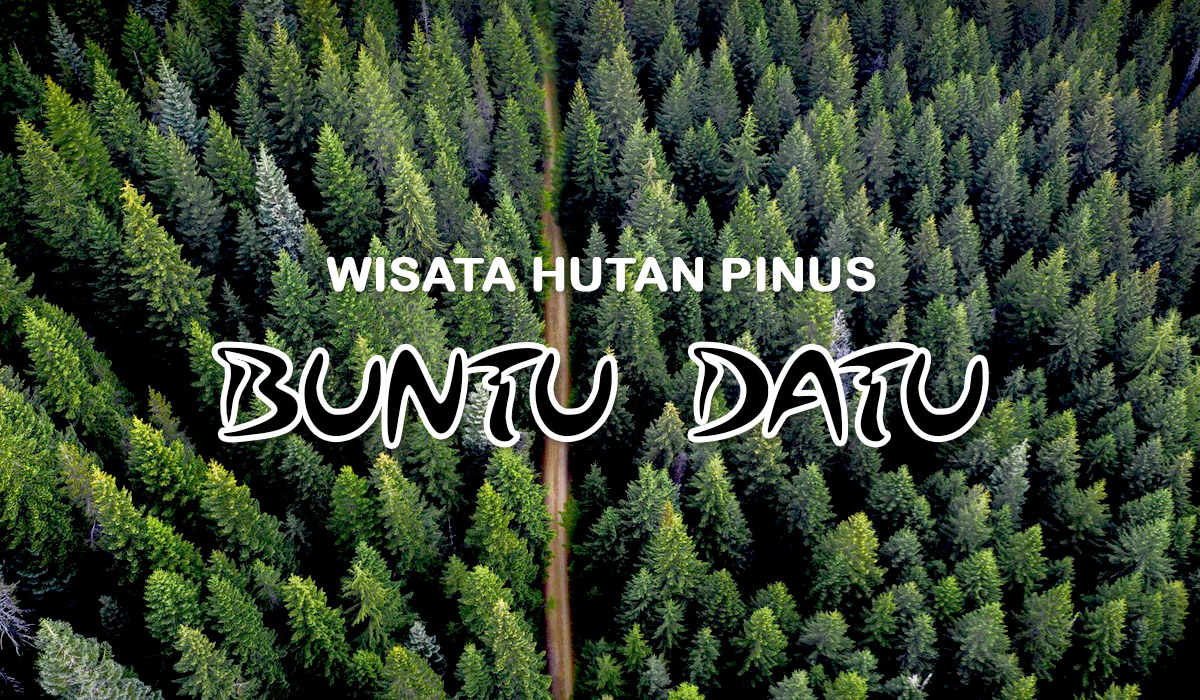 hutan-pinus-desa-buntu-datu